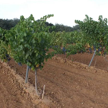 Magnanimvs Inn Vilafames