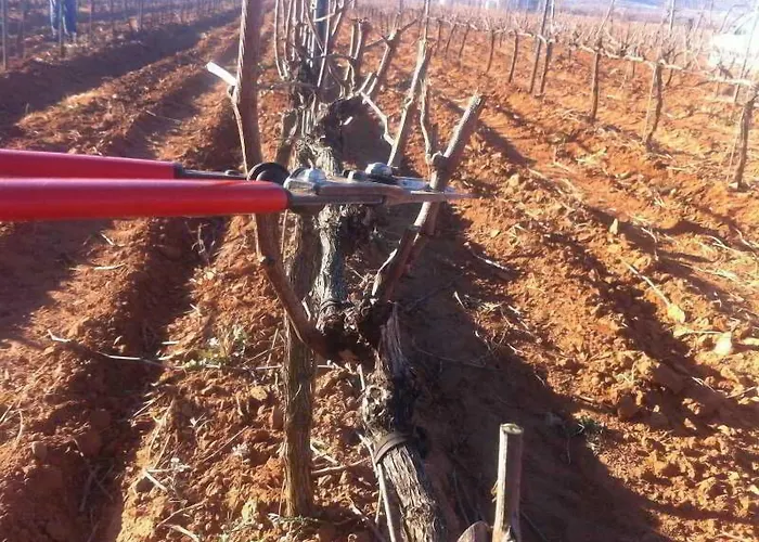 Мини-отель Magnanimvs Вилафамес